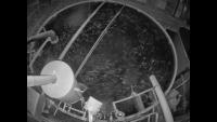 fish_behaviour project thumbnail