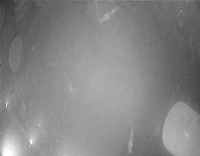 shrimp_detection project thumbnail