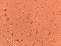 Microscopic140569 project thumbnail