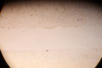 migration assay 1h project thumbnail