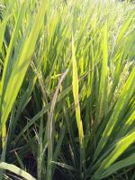 paddy health monitoring project thumbnail