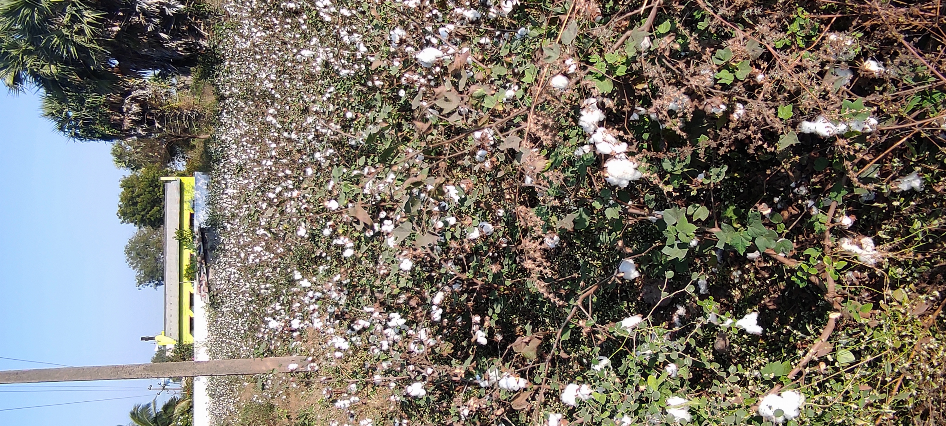 2025 cotton balls new dataset Object Detection Model by project-8pnyf