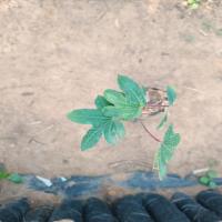 19-especies project thumbnail