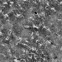 ALS_208_random5 project thumbnail