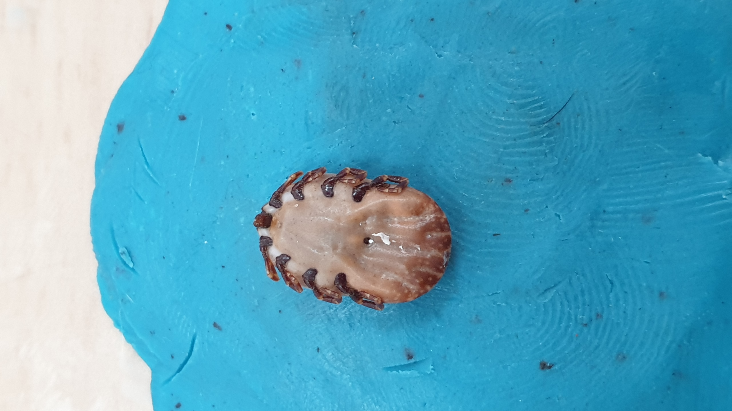 model1_detection Computer Vision Dataset by tiquedetectionYOLOV8