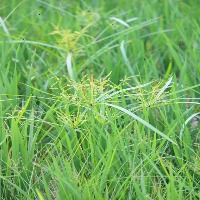weed-in-paddy-field project thumbnail