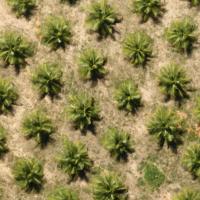 Palm Tree Counting Object Detection Model by Project