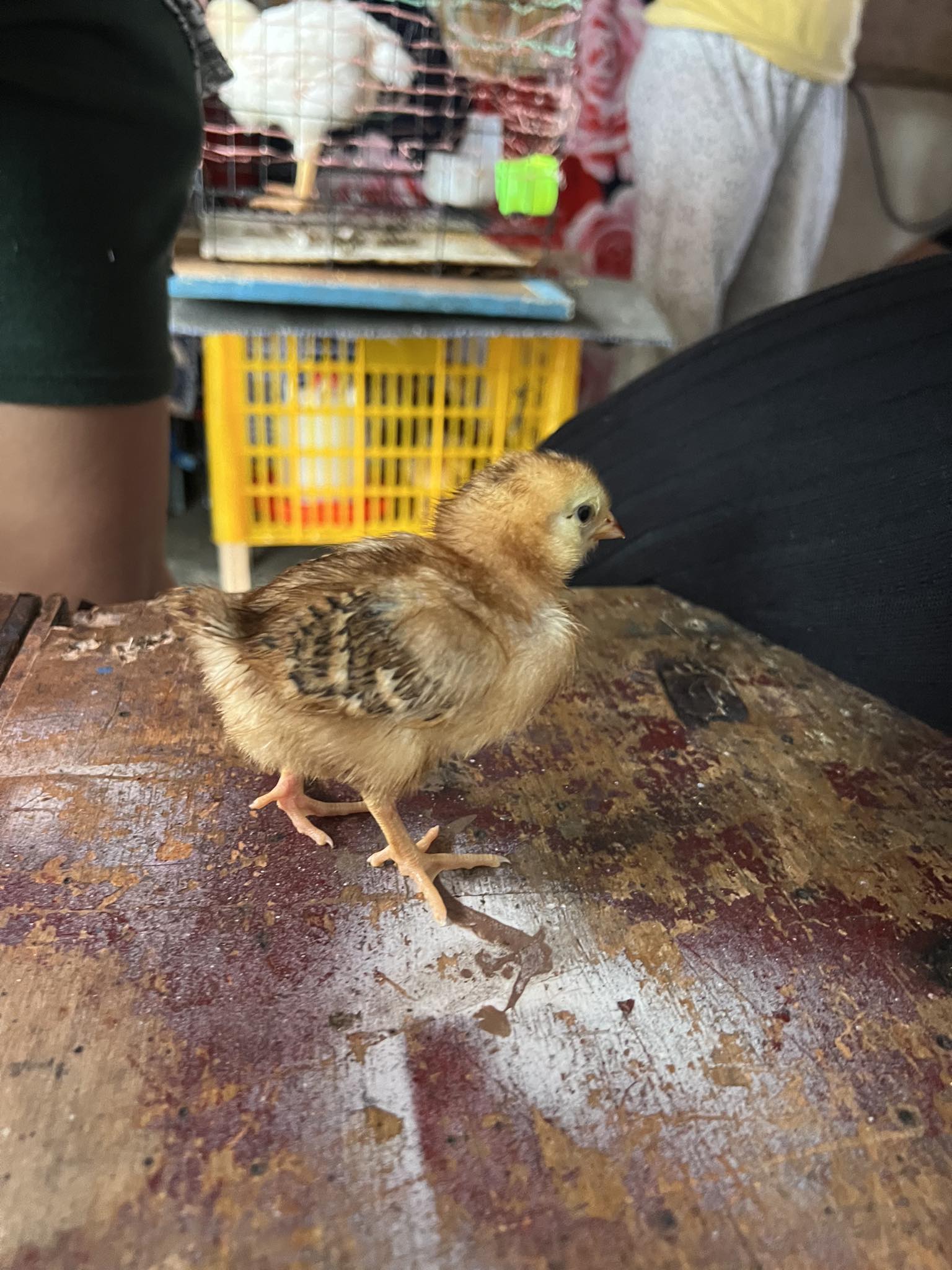 Chicks Detention Object Detection Dataset by Chicks