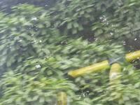 plantas saudaveis project thumbnail