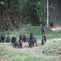 Wildlife project thumbnail