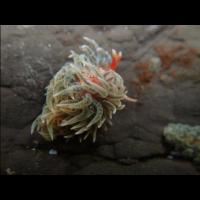 1227new seaslug project thumbnail
