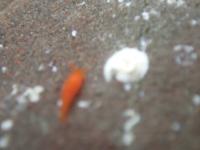 1206  sea slug project thumbnail