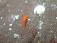 1206 new see slug project thumbnail