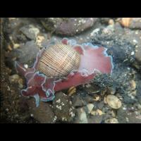 1227 seaslug project thumbnail