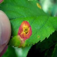 leaf project thumbnail