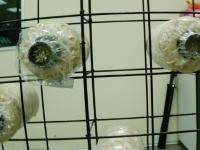 Mushroom project thumbnail