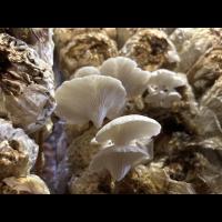 Oyster Mushroom V2 project thumbnail