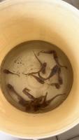 fish counting lele 22 project thumbnail