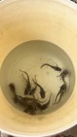 fish counting project thumbnail
