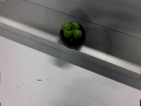 mangosteen project thumbnail