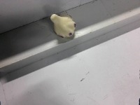 garlic project thumbnail