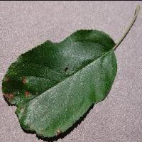 Apple Leaf Disease Detection project thumbnail