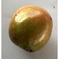 07-07-25 Pomegranate project thumbnail