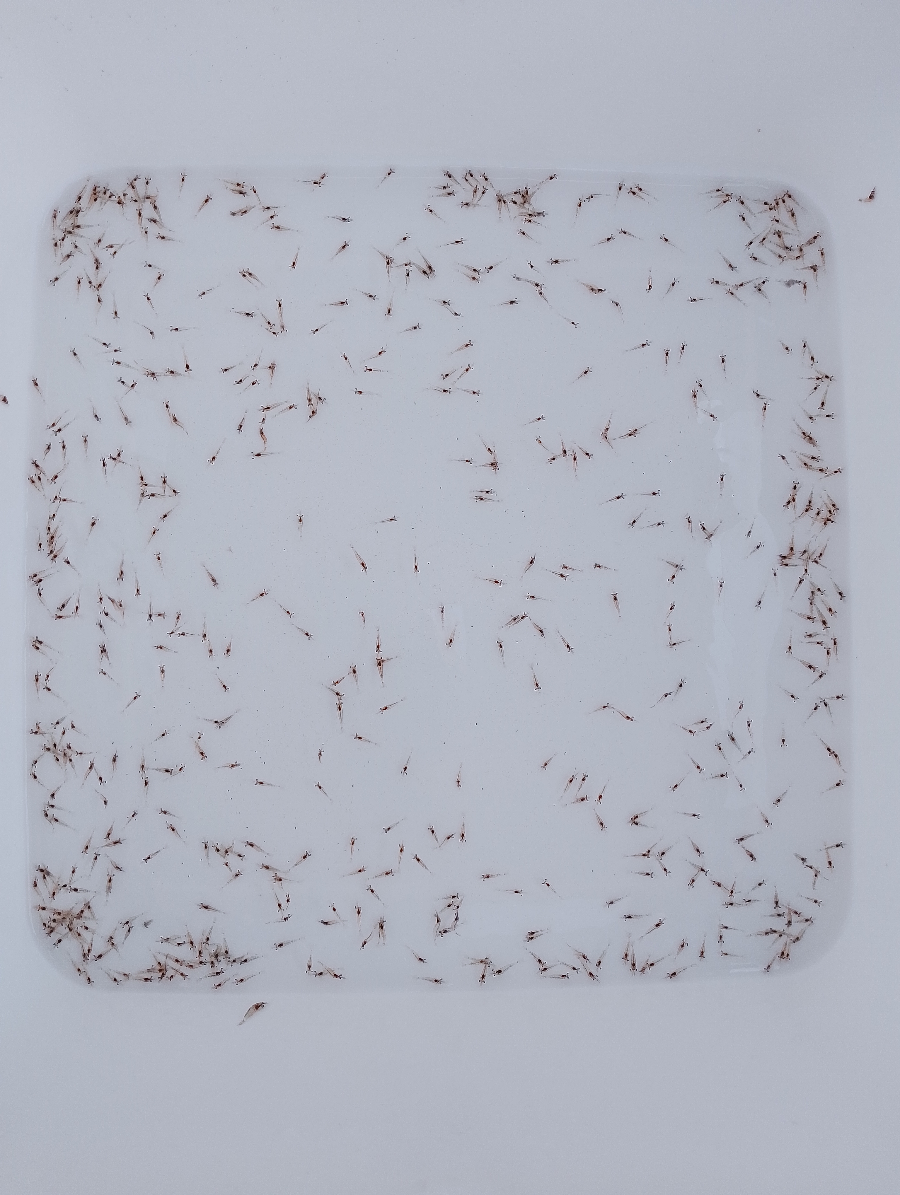 shrimp2 Instance Segmentation Dataset by Tanachok Doungsatan
