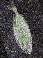 Fish project thumbnail