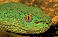 Snake ID project thumbnail