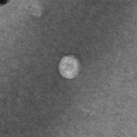 H+ In-Situ Recrystilization project thumbnail