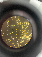 Aquaculture Larvae project thumbnail