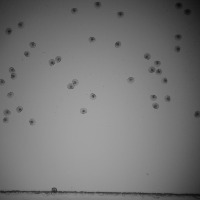 10x Larvae Pictures 10-24 project thumbnail