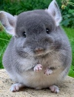 Chinchilla_object_detection project thumbnail