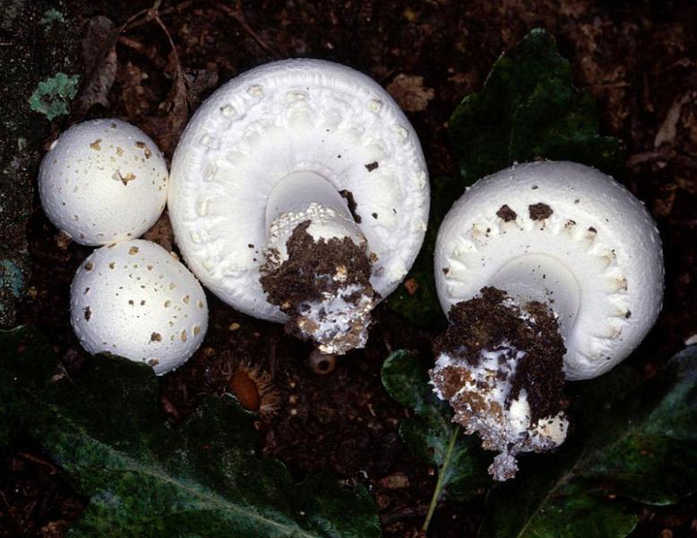 Mpty mushroom Classification Dataset by mpty