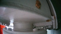 Moth with Egg project thumbnail
