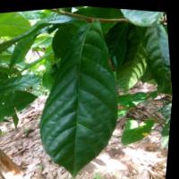 cocoa-disease-d2 project thumbnail