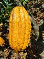 cocoa-disease-l project thumbnail