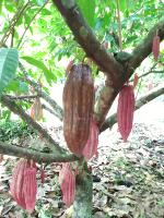 cocoa-disease-l3 project thumbnail