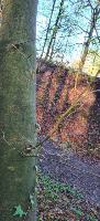Buche by Julian Frey project thumbnail