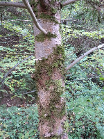 Abies alba by Julian Frey project thumbnail