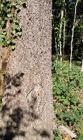 Douglasie by Julian Frey project thumbnail