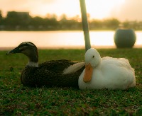 Duck project thumbnail