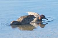 Find ducks project thumbnail
