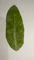 classifiation of eucalyptus  project thumbnail