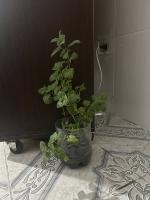 plantsDetection project thumbnail