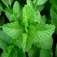 mint-leaves-extended project thumbnail