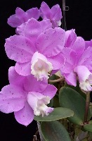 Orchid1 project thumbnail