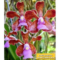 Orchid project thumbnail