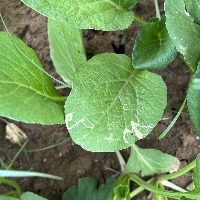 mustard disease project thumbnail